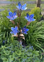 c. Titanium Flower root sculpture.jpg